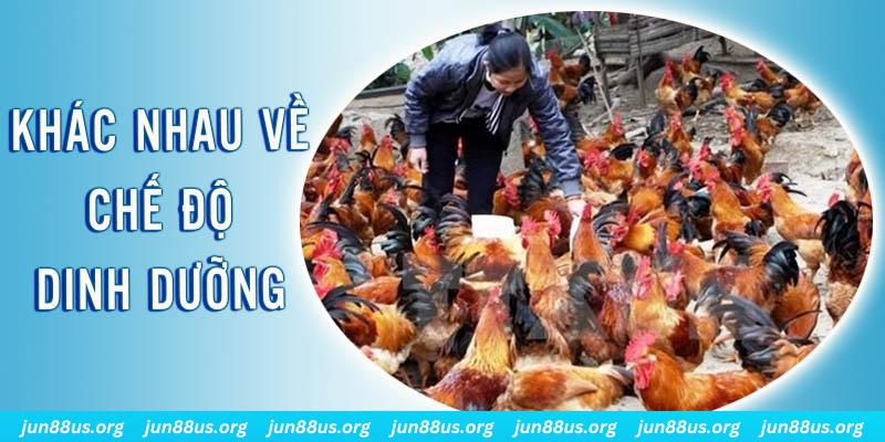 sunwin club xổ số thứ sáu hàng tuần